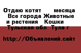 Отдаю котят. 1,5 месяца - Все города Животные и растения » Кошки   . Тульская обл.,Тула г.